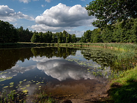 Фотогалерея "Лесной Эдем"